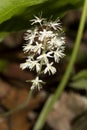 Foamflower blooming in the woods at Northwest Park, Windsor, Con