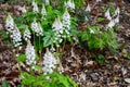 Foamflower