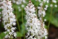 Foamflower