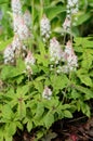 Foamflower (Tiarella) in Bloom