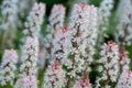 Foamflower tiarella cordifolia