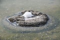 Foaming Stromatolite Royalty Free Stock Photo