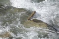 Foaming water and rocks in a river