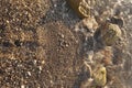 Foamy sea shore at the beach, close up Royalty Free Stock Photo