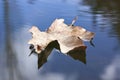 Foating leaf