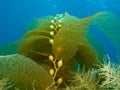 Underwater Shot of Growing Kelp Royalty Free Stock Photo