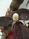 Alternanthera brasiliana, Calico plant, blossom flowers