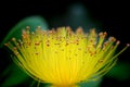 St. John`s wort flower macro showing countless stamens