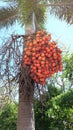 Focus on Areca catechu (Areca nut palm, Betel Nuts) The ripe fruits, round, orange. natural sunlight Royalty Free Stock Photo