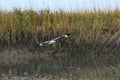 Focus on back of seagull turning while flying with marsh background