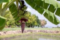 Focus a banana bud on tree with green grass field background. Asian super fruit. Tropical fruits. image for background, Royalty Free Stock Photo