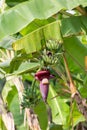 Focus a banana bud on tree with green grass  field background. Asian super fruit.  Tropical fruits. image for background, Royalty Free Stock Photo