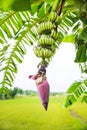 Focus a banana bud on tree with green grass field background. Asian superfruit. Tropical fruits. image for bacground,