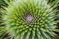 focus on the bark of a monkey puzzle tree