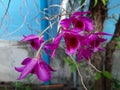 Focus on beautiful blossom purple Thai wild orchid flower Royalty Free Stock Photo