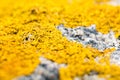 Focus of beautiful yellow textured moss with blurred lens effects