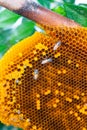 Focus of bee searching for honey in honeycomb on nature background