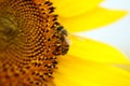 Focus on a bee sitting on a sunflower blossom Royalty Free Stock Photo