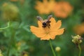 Focus On The Bee On Yellow Flowers