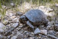 Turtle on ground