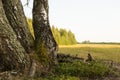 Focus on birch trees in the grasslands Royalty Free Stock Photo