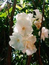 Details of white flower