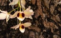 Focus blooming orchid on Tree background, the blossom have white ,purple and yellow interweave Royalty Free Stock Photo