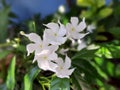 Blossom Crepe Jasmine, Pinwheel Jasmine flowers, blurred green garden background Royalty Free Stock Photo