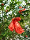Blossom orange pomegranate flowers on plant Royalty Free Stock Photo
