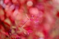 Focus blurred Closeup nature view of pink leaf on background