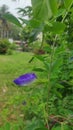 Focus on blurred flowers of Asian Bangladesh wing, blue pea, butterfly pea, Clitoria tarnetia and green leaf background