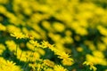 Golden daisy bush. Royalty Free Stock Photo