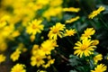 Golden daisy bush. Royalty Free Stock Photo