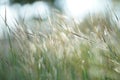 focus and bokeh on white green grass flower in winter season holidays Royalty Free Stock Photo