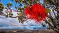 The beautiful ohia lehua flower on the Big Island of Hawaii. Royalty Free Stock Photo