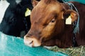 Focus of brown calf near manger Royalty Free Stock Photo