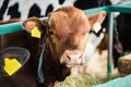 Focus of brown calf with yellow Royalty Free Stock Photo