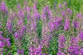 Pink flowers of Ivan tea at the beginning of flowering on a background of bright green green leaves Royalty Free Stock Photo