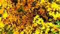 Focus in a bush with lot of small yellow flowers