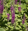 Bee In Flight Beside Purple Tails