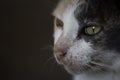 Focus cat eyes macro Royalty Free Stock Photo