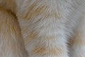 Focus of cats hairs , cat fur texture Royalty Free Stock Photo