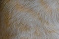 Focus of cats hairs , cat fur texture Royalty Free Stock Photo