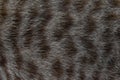 Focus of cats hairs , cat fur texture Royalty Free Stock Photo