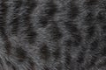 Focus of cats hairs , cat fur texture Royalty Free Stock Photo