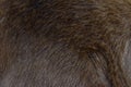 Focus of cats hairs , cat fur texture Royalty Free Stock Photo