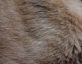 Focus of cat hairs , cat fur texture Royalty Free Stock Photo