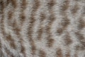 Focus of cat hairs , cat fur texture Royalty Free Stock Photo