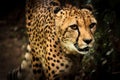 Cheetah Portrait Royalty Free Stock Photo