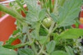 green tomatoes close-up across the brunches. tomato bush close-up. Gardening, balcony gardening, gardening in the city